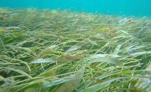 seagrass-meadows-at-puerto-morelos-national-park-rgb