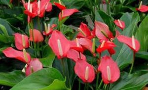 Anthurium