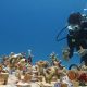 Giving Corals a Future