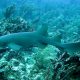 The Nurse Shark