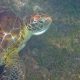 Gentle Reptiles: Sea Turtles