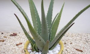 Aloe