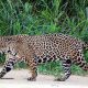 A Big Cat in the American Continent