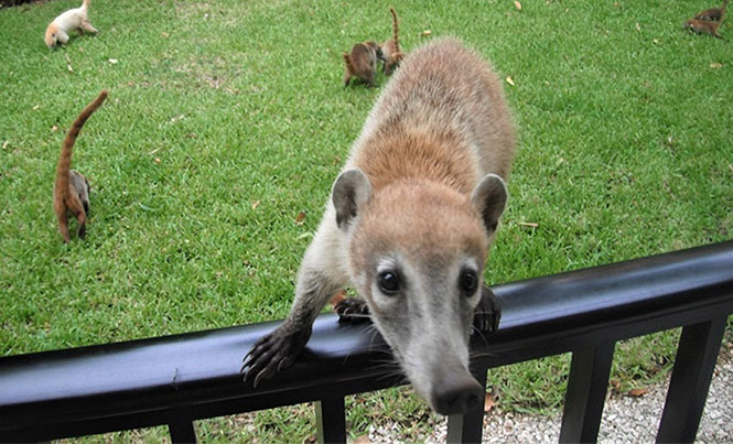 Resultado de imagen para coatis cancun