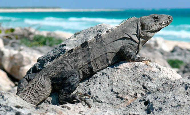 The Spiny Tailed Iguana of Mexico - A Common Riviera Maya Character