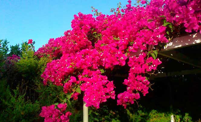 Dear Landscaper: Caring for bougainvilleas - The Playa Times
